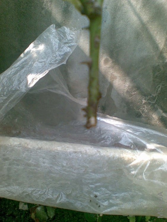 ͬ�ó�����ɫ��֯�������