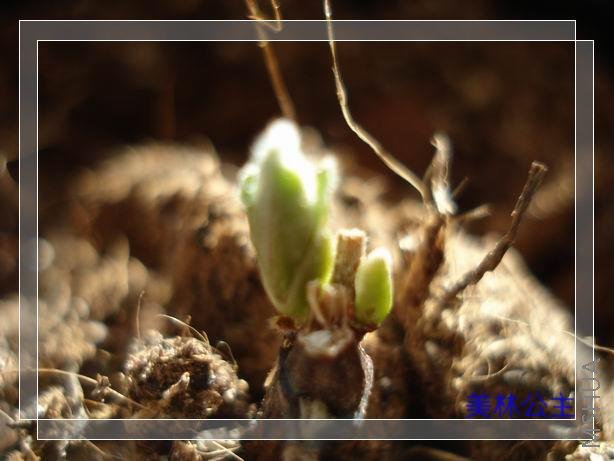 ������С DSC05656.JPG