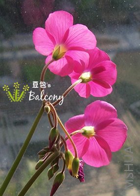 ԭ��������ô���ˣ��Ͻ���