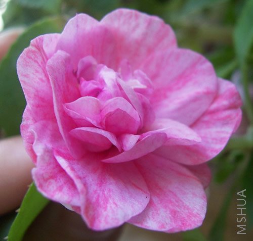 ��ɫ1�����������