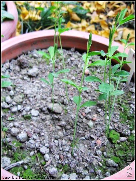 ��һ�������궹