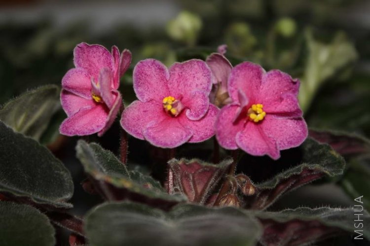 ode to beauty-61.JPG