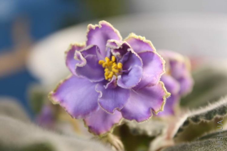 �������λõ���ɫ