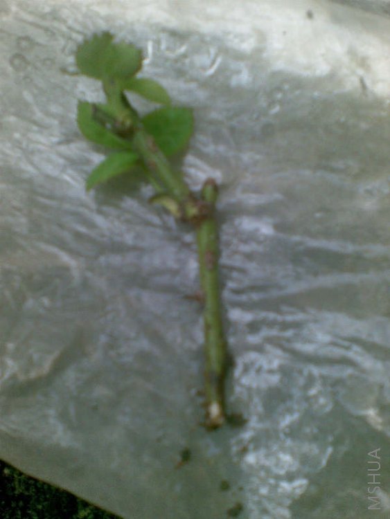 ������ɫ��֯�������