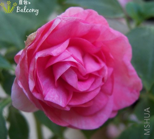 ��ɫ2���ɴ��������