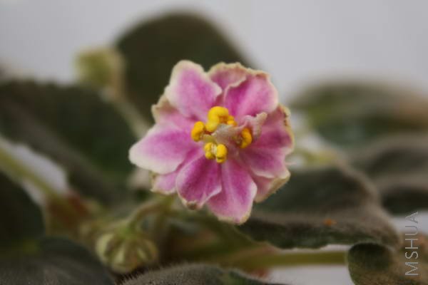 music box dancer������