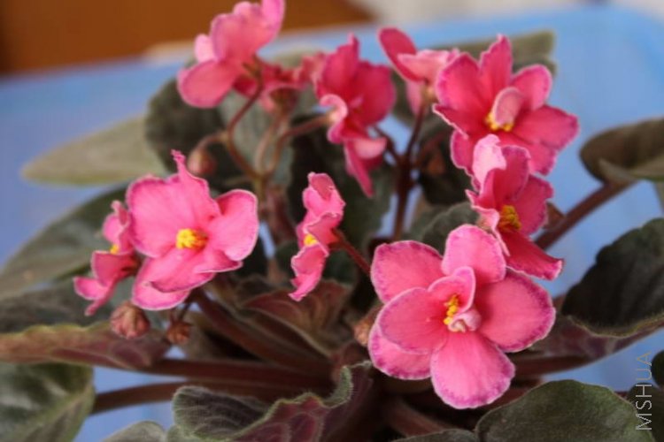 ode to beauty-60.JPG