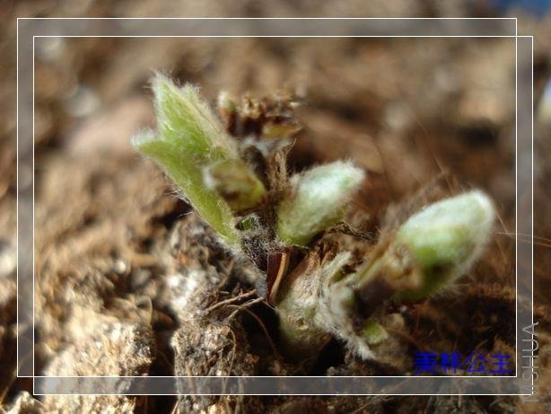 ������С DSC05651.JPG