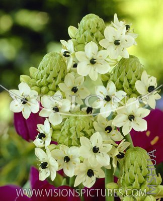 G29 ���������� Ornithogalum arabicum.jpg