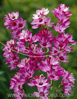 G25 ���װٺ� Ixia Panorama.jpg