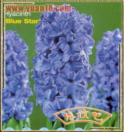 blue star.jpg