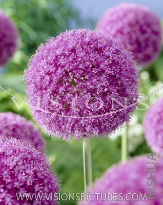 G1    Allium Giganteum.jpg