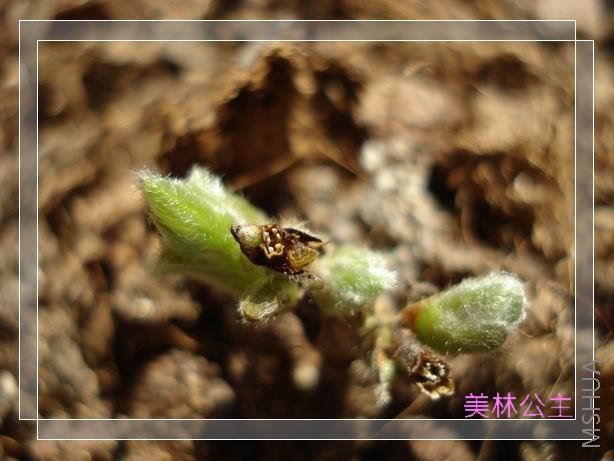 ��Ů����Ҷ�Ӻ����������չ������