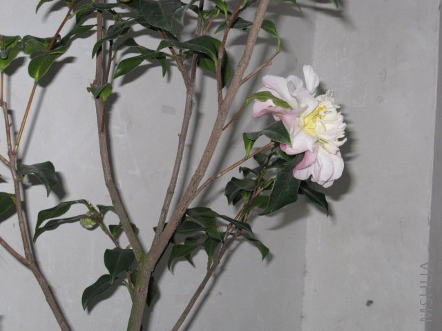 ��Ƭ 031.jpg