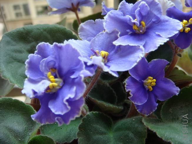 ������С DSC02170.jpg