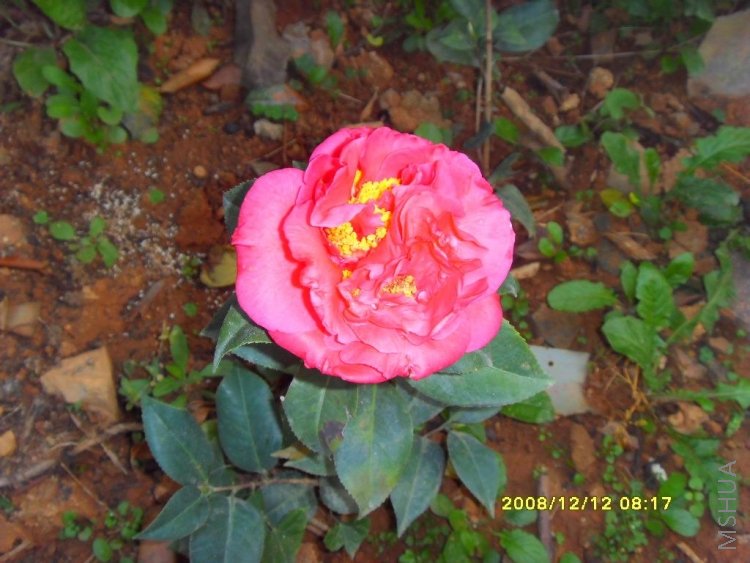 ����Ŀ���ī