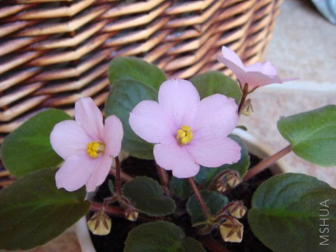 ������С DSC01797.jpg