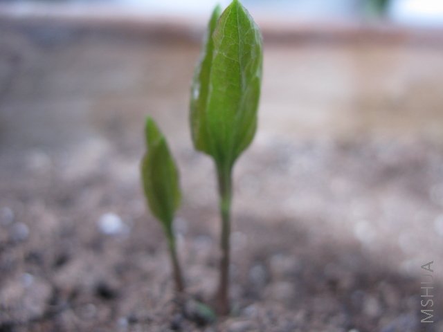 ���죬12��23��