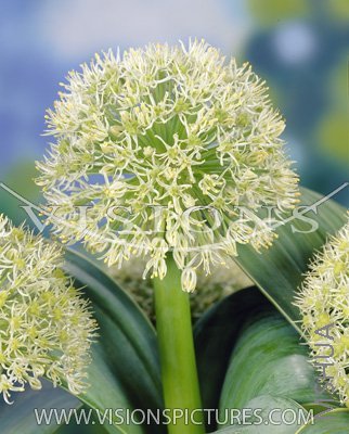 G5    Allium Ivory Queen.jpg
