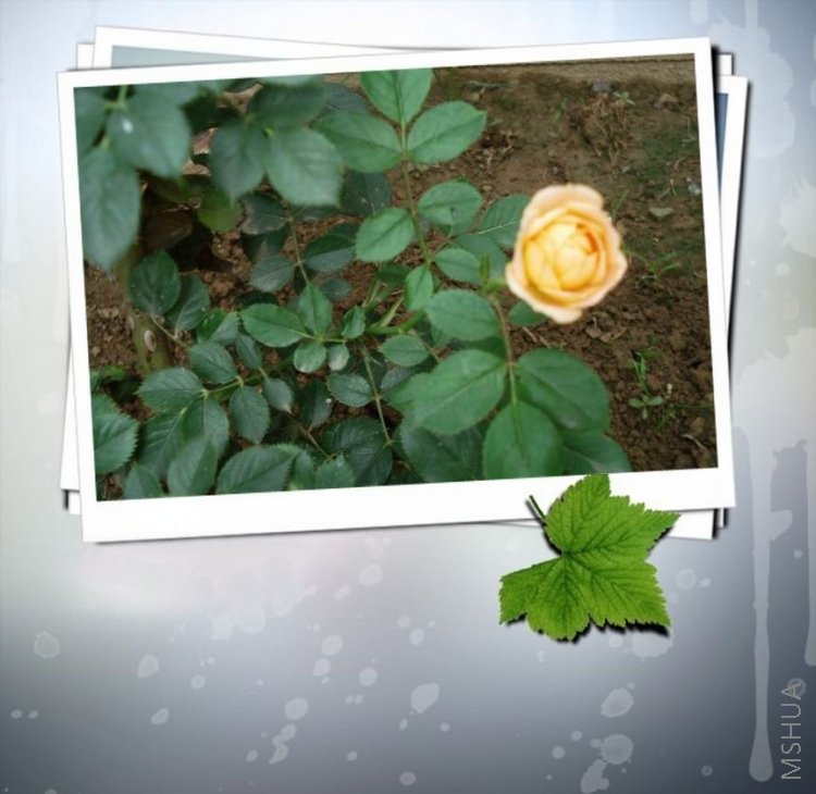 ¡���Ƴ�����������С����Ϫˮ����ʱ�ĵ�ʱ��û�������΢�࣬�����ԭ��