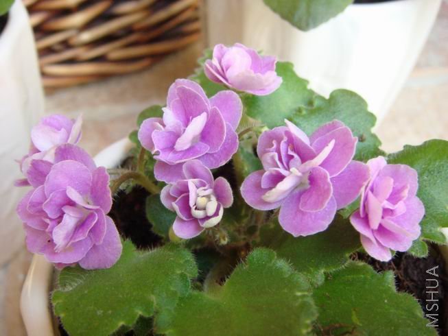 ������С DSC01794.jpg