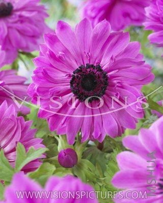 G14 �������� Anemone Admiral.jpg