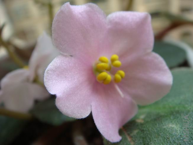 ������С DSC02168.jpg