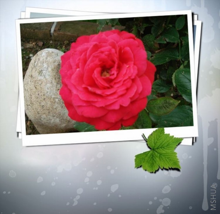 ������С DSC04593.JPG