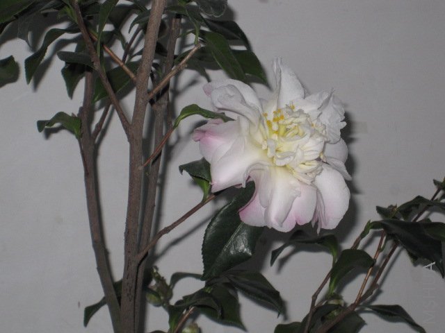 ��Ƭ 024.jpg