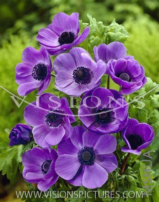 G13 �������� Anemone Mr.Fokker.jpg