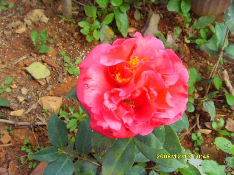 ����Ŀ���ī