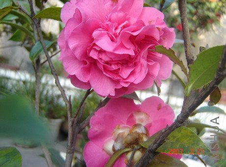 DSC02491.jpg