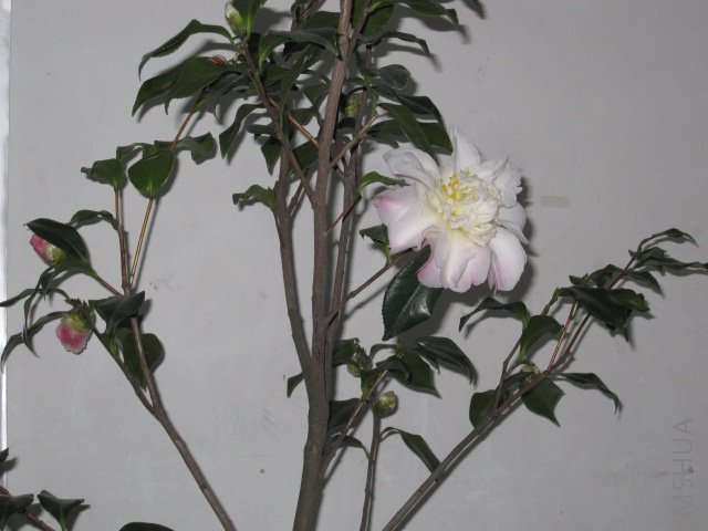 ��Ƭ 029.jpg