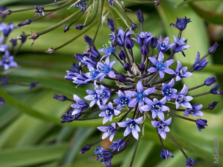 G32 ��³����� Scilla Peruviana.jpg