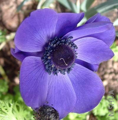 G11 �������� Anemone de caen.jpg