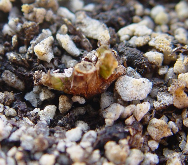 ��û�ջؼ�ʱ���۵ĵ�����