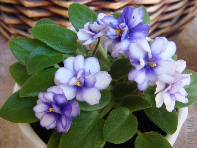 ������С DSC01796.jpg