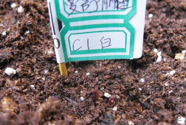 ����ǰ��12��19��