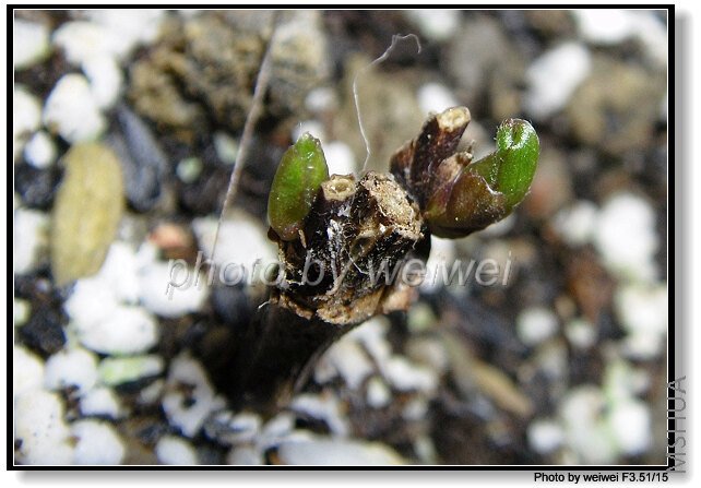 C10-Purpurea Plena Elegans.jpg