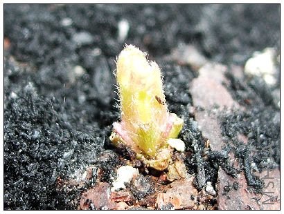 AndromedaŬ����չ�Լ�ë���׵�С����~