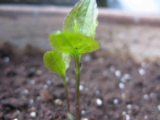 C1��������