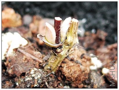 Diana������������ѿ�������ŷ��۵ĺ�ɫ�����������Ӥ��������~