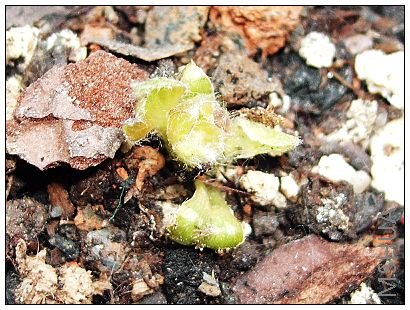 Kanawa������ë�������֮ǰ׳ʵ��Щ~