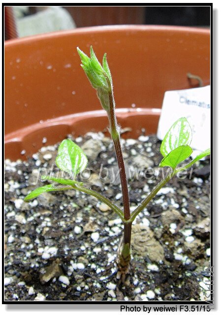 C3-Comtesse de Bouchaud.jpg