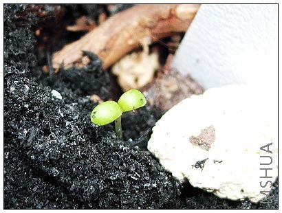 ���ⷢ��Kanawa�ġ�С�̴ӡ�~�ں��䶬��Ŭ�������Ĳ�֪��С�ݣ�ʵ�ڲ����İε�����ô�����Ź�����һ�������� ...