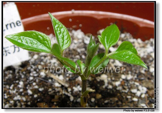 C4-Ernest Markham.jpg