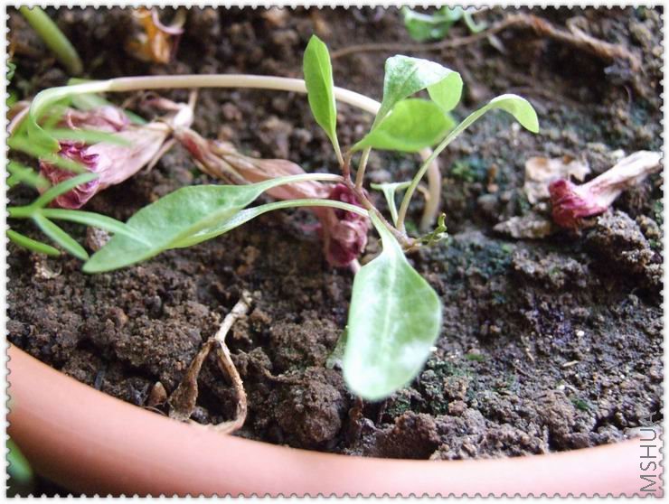 ������С gq.jpg