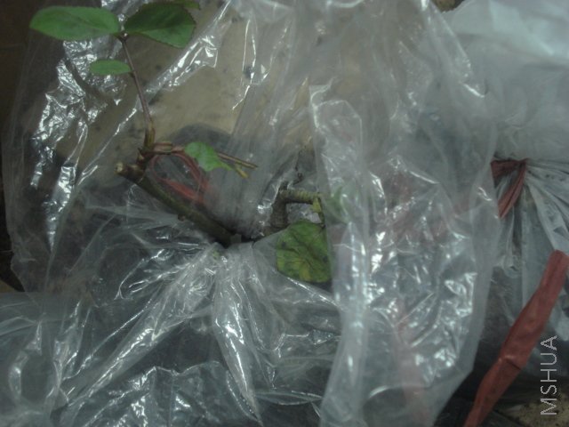 ��֪���ֵ�2