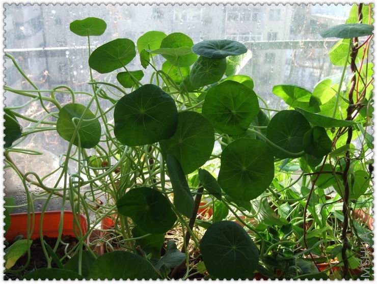 ������С han0.jpg