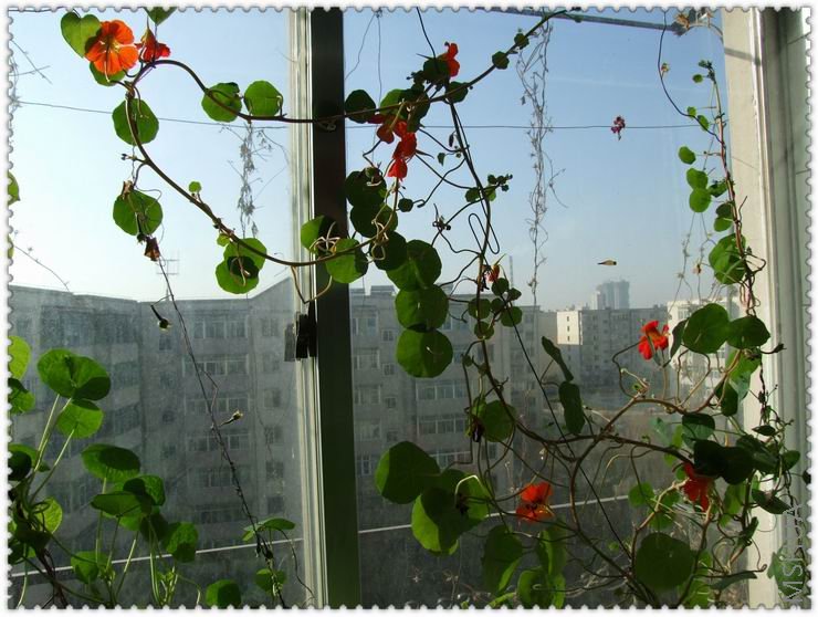 ������С han2a.jpg